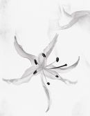 lily 2